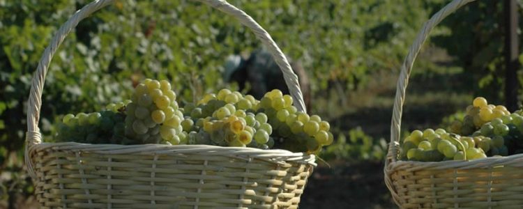 Şarapçılık Bağcılık ve Üzüm
